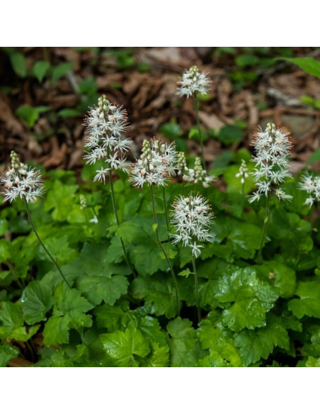Tiarella sercolistna Tiarella cordifolia
