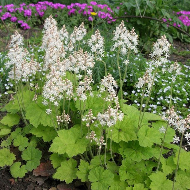 Tiarella cordifolia Tiarella sercolistna