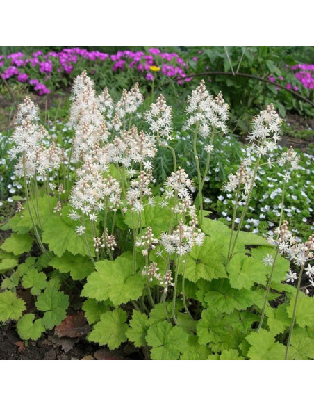 Tiarella cordifolia Tiarella sercolistna