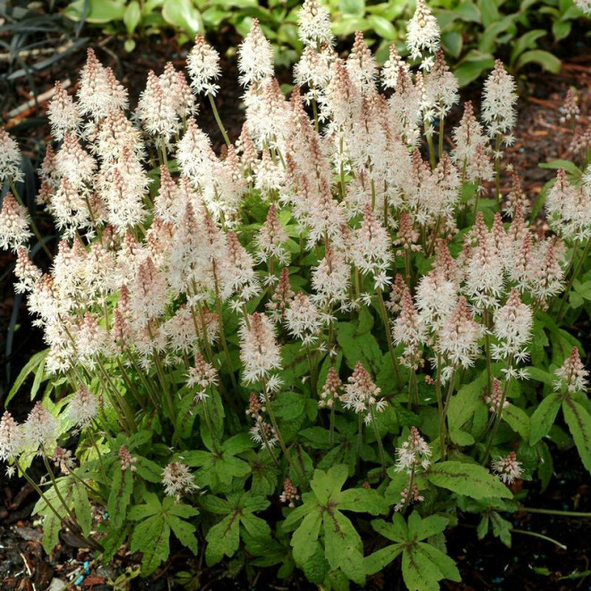 Tiarella Spring Symphony Tiarella