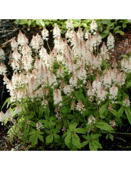 Tiarella Spring Symphony Tiarella
