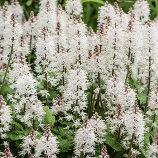 Tiarella Spring Symphony Tiarella 2