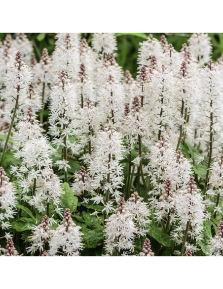 Spring Symphony Tiarella Tiarella