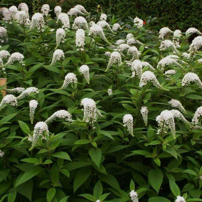 Tojeść orszelinowata Lysimachia clethroides