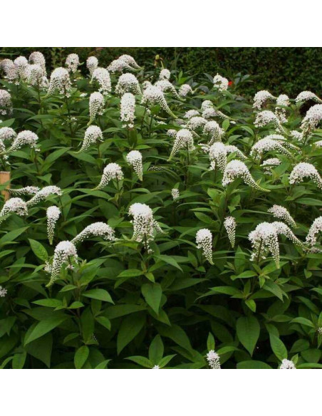 Tojeść orszelinowata Lysimachia clethroides