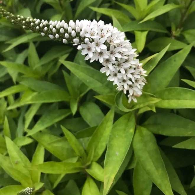 Lysimachia clethroides Tojeść orszelinowata