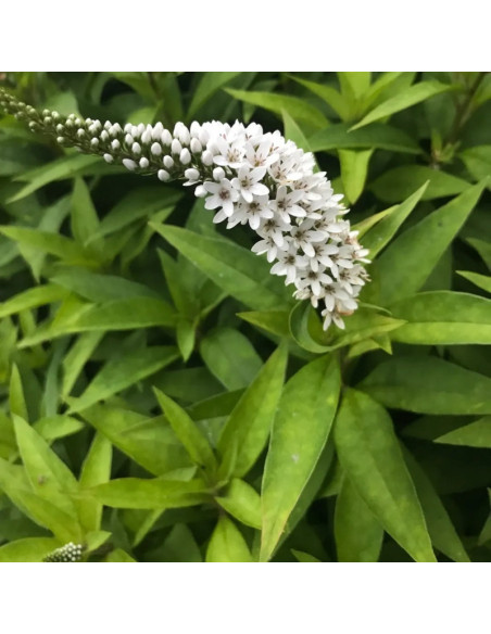 Lysimachia clethroides Tojeść orszelinowata