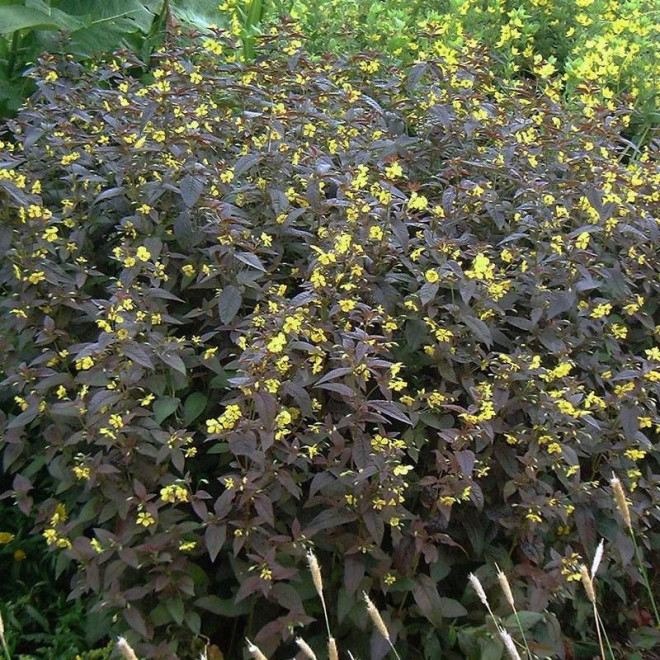 Tojeść orzesiona Firecracker Lysimachia ciliata