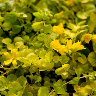 Tojeść rozesłana Aurea Lysimachia nummularia
