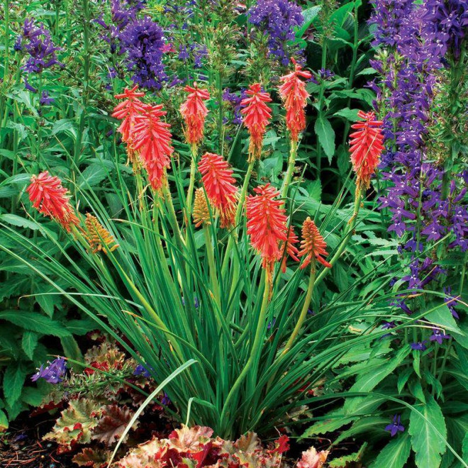 Trytoma Red Hot Popsicle Kniphofia