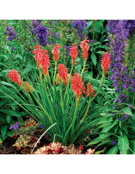 Trytoma Red Hot Popsicle Kniphofia