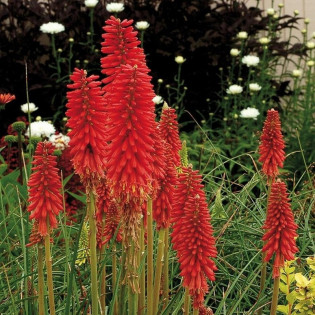 Trytoma Red Hot Popsicle Kniphofia 2
