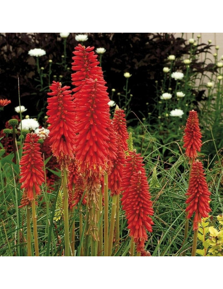 Red Hot Popsicle Trytoma Kniphofia