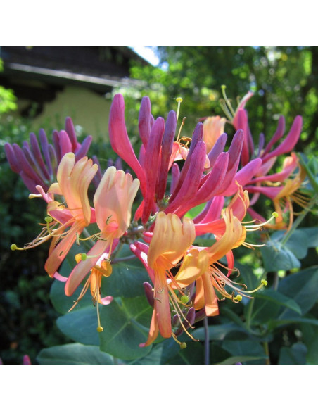 American Beauty Wiciokrzew Heckrotta Lonicera heckrottii