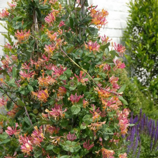 American Beauty Wiciokrzew Heckrotta Lonicera heckrottii 2