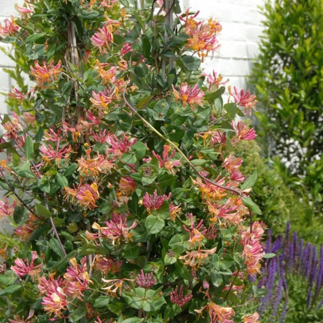 Wiciokrzew Heckrotta American Beauty Lonicera heckrottii