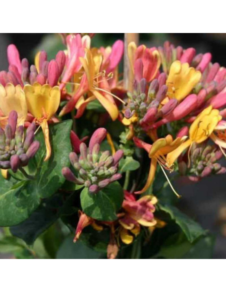 Wiciokrzew Heckrotta Goldflame Lonicera heckrottii