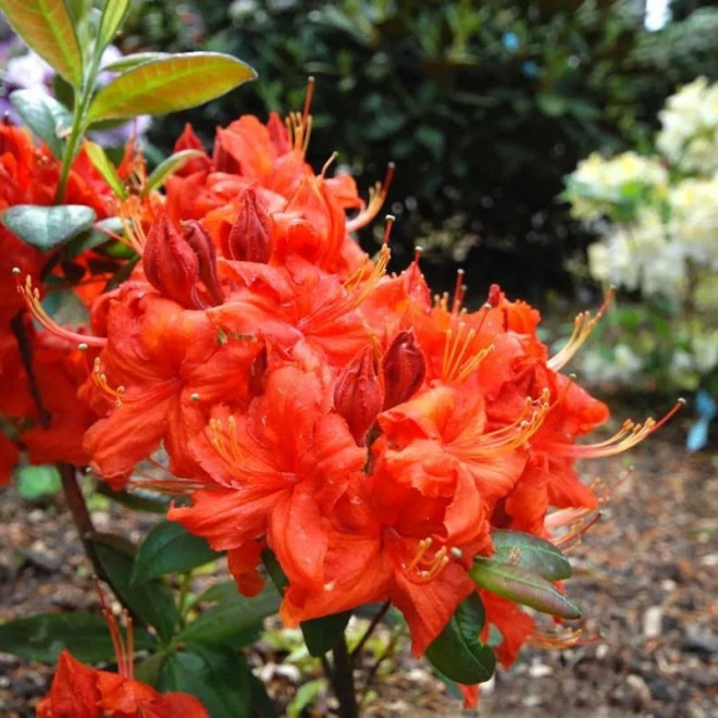 Azalia wielkokwiatowa Fireball Rhododendron (Knaphill-Exbury)
