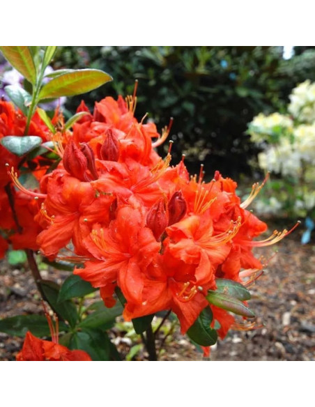 Azalia wielkokwiatowa Fireball Rhododendron (Knaphill-Exbury)
