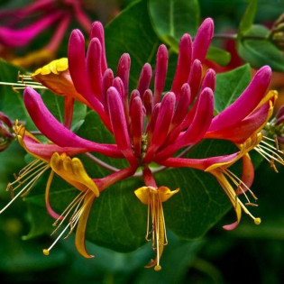 Wiciokrzew Heckrotta Goldflame Lonicera heckrottii 2