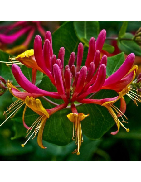 Goldflame Wiciokrzew Heckrotta Lonicera heckrottii