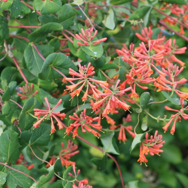 Wiciokrzew Browna Dropmore Scarlet Lonicera brownii