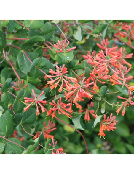 Wiciokrzew Browna Dropmore Scarlet Lonicera brownii