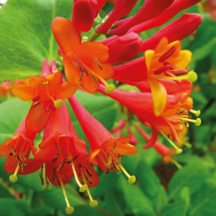 Wiciokrzew Browna Dropmore Scarlet Lonicera brownii 2