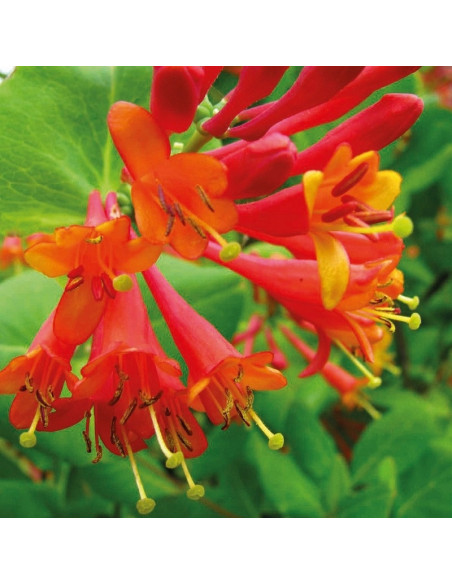 Dropmore Scarlet Wiciokrzew Browna Lonicera brownii