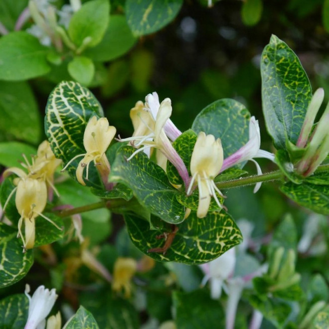 Wiciokrzew japoński Aureoreticulata Lonicera japonica