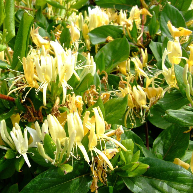 Wiciokrzew japoński Halliana Lonicera japonica