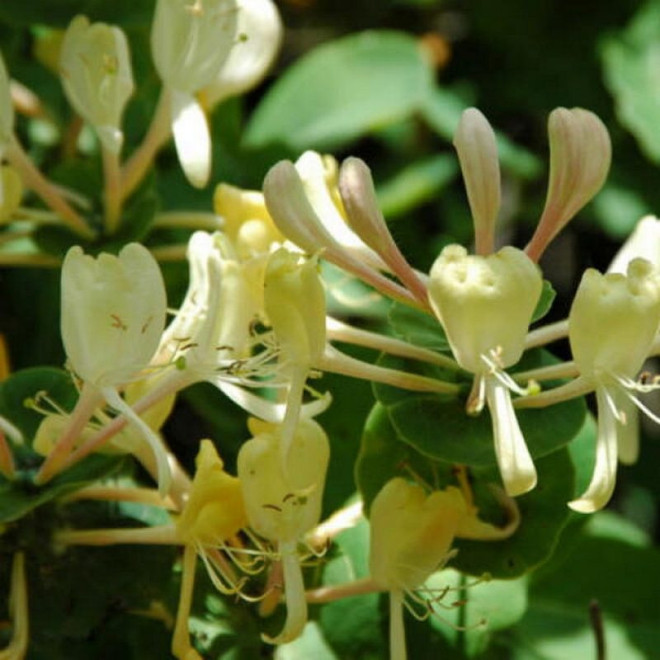 Graham Thomas Wiciokrzew pomorski Lonicera periclymenum