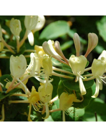 Graham Thomas Wiciokrzew pomorski Lonicera periclymenum