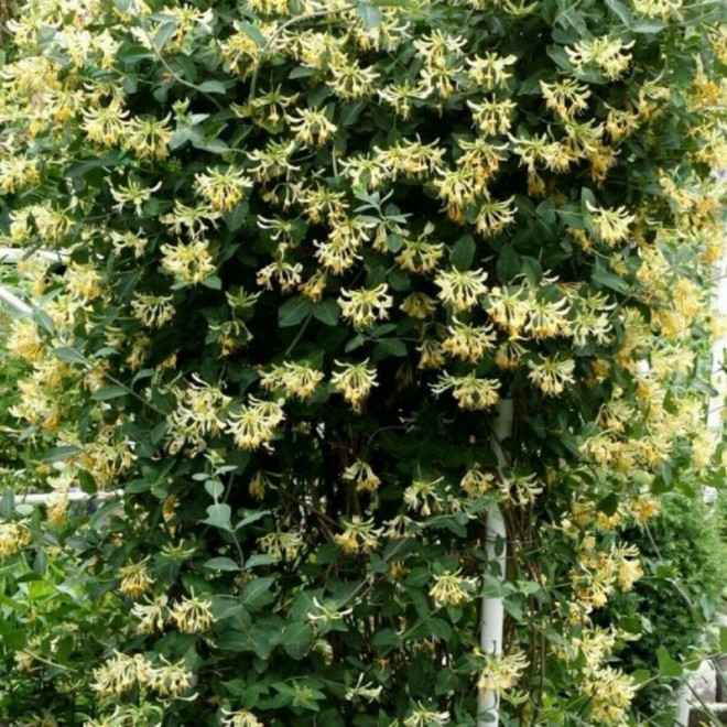 Wiciokrzew pomorski Graham Thomas Lonicera periclymenum