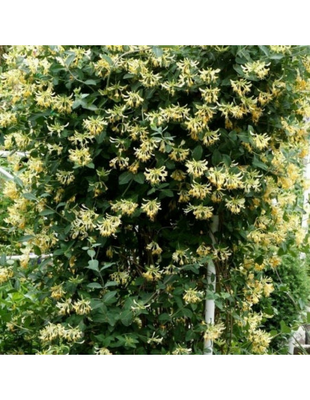 Wiciokrzew pomorski Graham Thomas Lonicera periclymenum