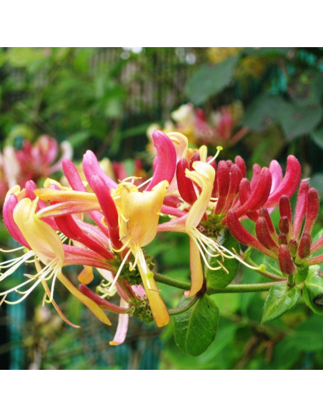 Wiciokrzew pomorski Serotina Lonicera periclymenum