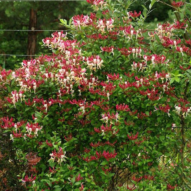 Serotina Wiciokrzew pomorski Lonicera periclymenum