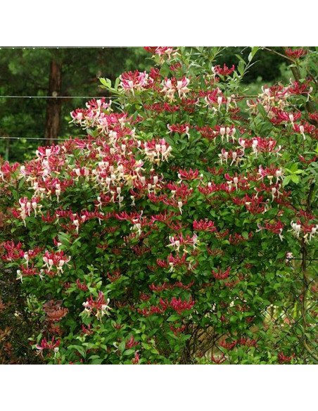 Serotina Wiciokrzew pomorski Lonicera periclymenum