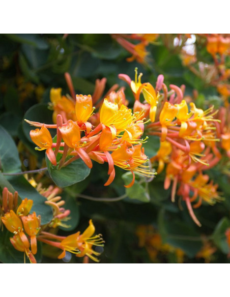 Lonicera tellmaniana Wiciokrzew Tellmana