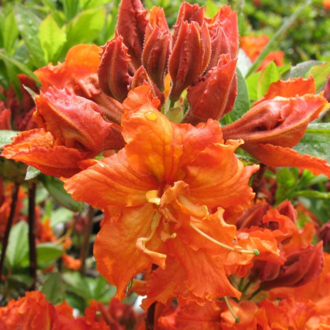 Azalia wielkokwiatowa Gibraltar Rhododendron (Knaphill-Exbury)