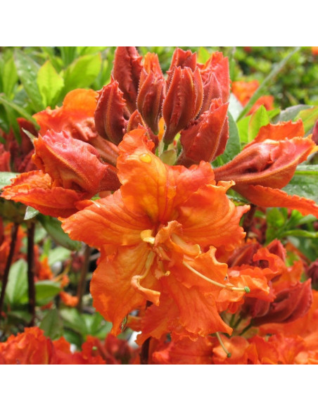 Azalia wielkokwiatowa Gibraltar Rhododendron (Knaphill-Exbury)