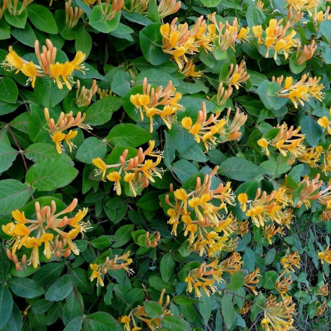Wiciokrzew Tellmana Lonicera tellmaniana