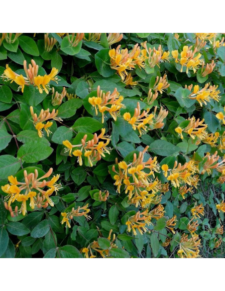 Wiciokrzew Tellmana Lonicera tellmaniana