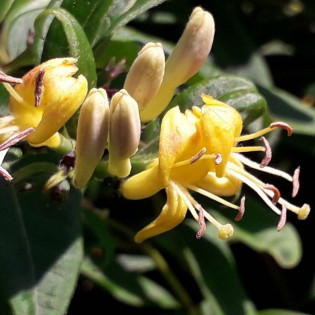 Wiciokrzew zaostrzony Lonicera acuminata