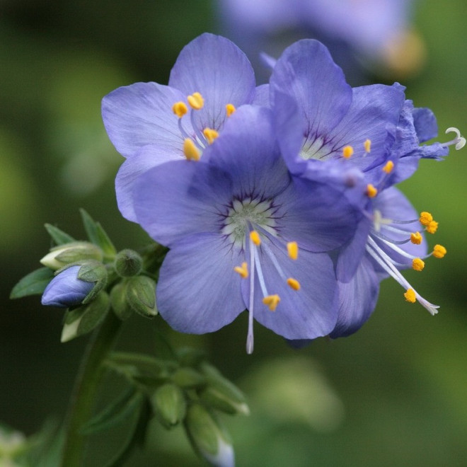 Wielosił błękitny Polemonium caeruleum