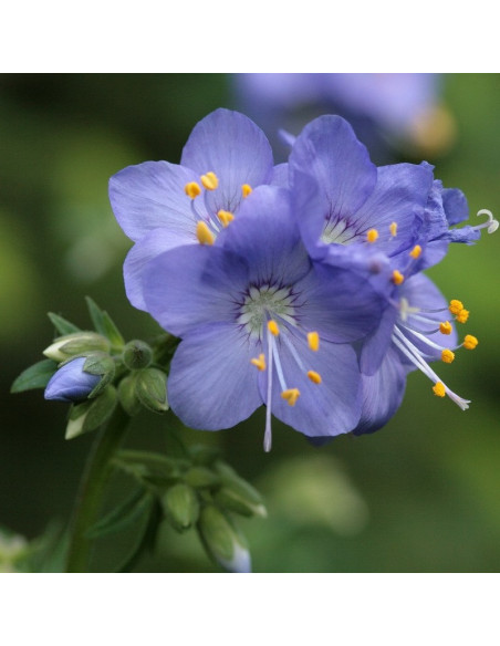 Wielosił błękitny Polemonium caeruleum