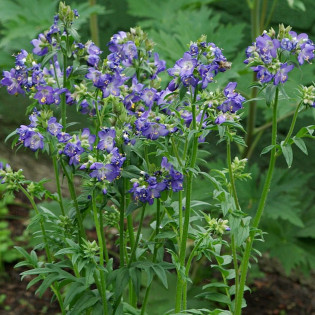 Wielosił błękitny Polemonium caeruleum 2