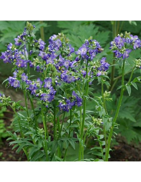 Polemonium caeruleum Wielosił błękitny