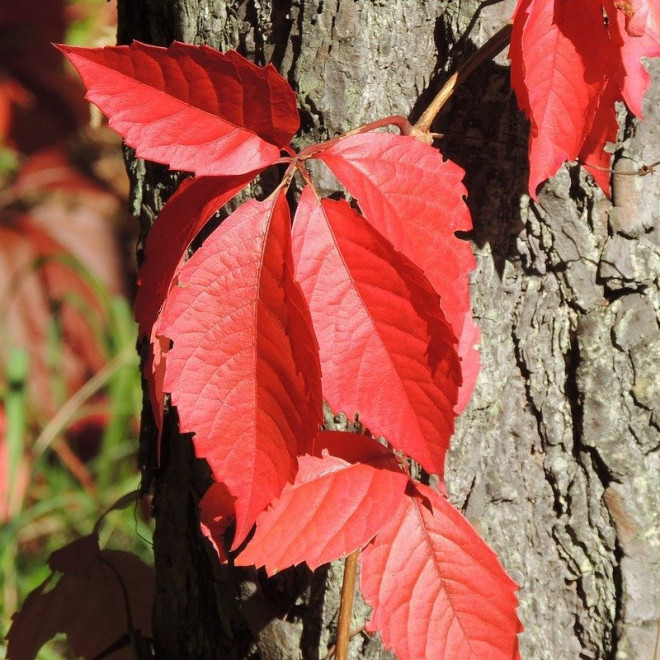 Winobluszcz pięciolistkowy Murorum Parthenocissus quinquefolia