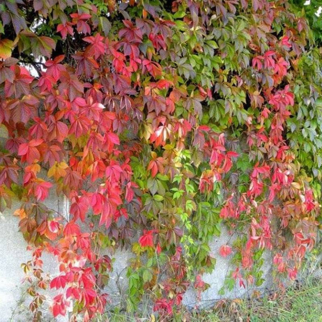 Winobluszcz pięciolistkowy Engelmannii Parthenocissus quinquefolia var.engelmannii